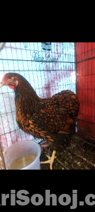 ব্রাহামা,সিল্কি,পুলিশ কেপ মুরগি,বাচ্চাও বীজ ডিম